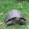 una de las primeras (y tantas) tortugas gigantes