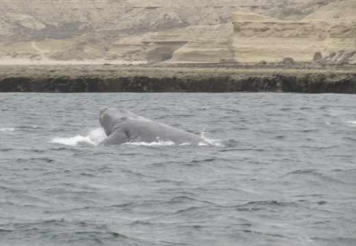 puerto madryn-2012-388 (4759 visits) puerto madryn-2012-388