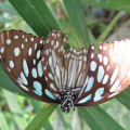 mae ram-granja orquideas mariposas-008