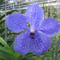 mae ram-granja orquideas mariposas-021