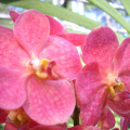 mae ram-granja orquideas mariposas-024