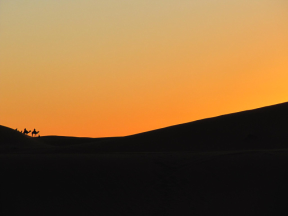 Siluetas de camellos en el atardecer en el Sahara