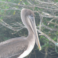 Un pelicano esperando un pescadito