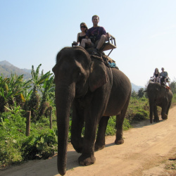 Jungle Tour on Elephant