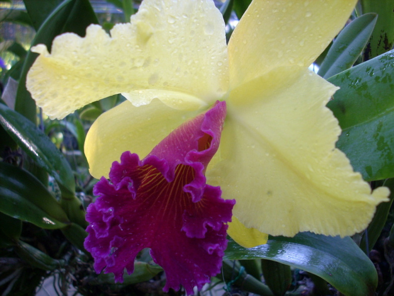mae ram-granja orquideas mariposas-041