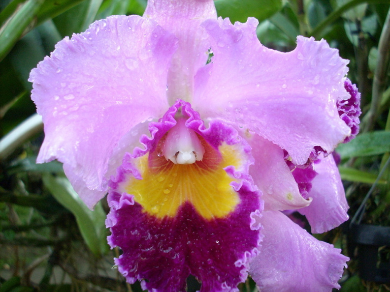 mae ram-granja orquideas mariposas-043