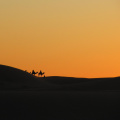 Siluetas de camellos en el atardecer en el Sahara